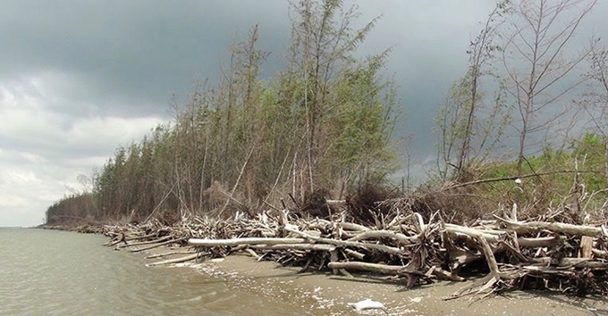 Bên Tre la protection des mangroves associée au développement de la production